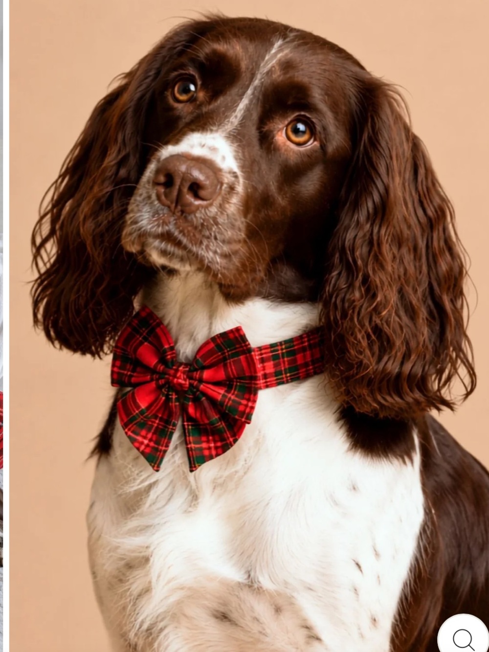 Lane & Leash Plaid Tidings Christmas Dog Collar & Attachable Bow Set NWT